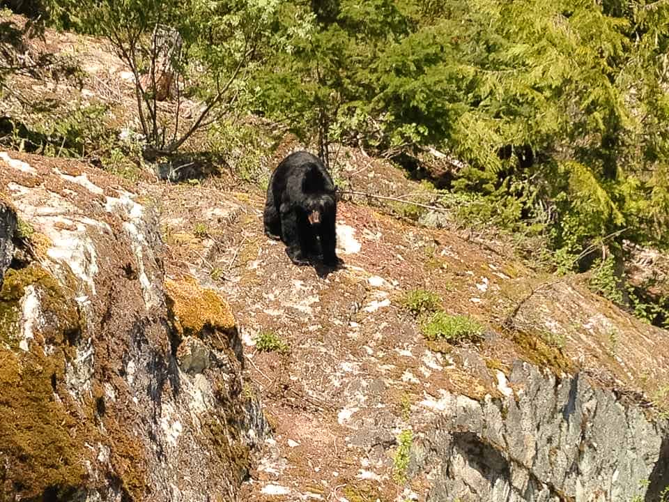 The Ultimate Guide To Whistler In Summer Travel And Squeak