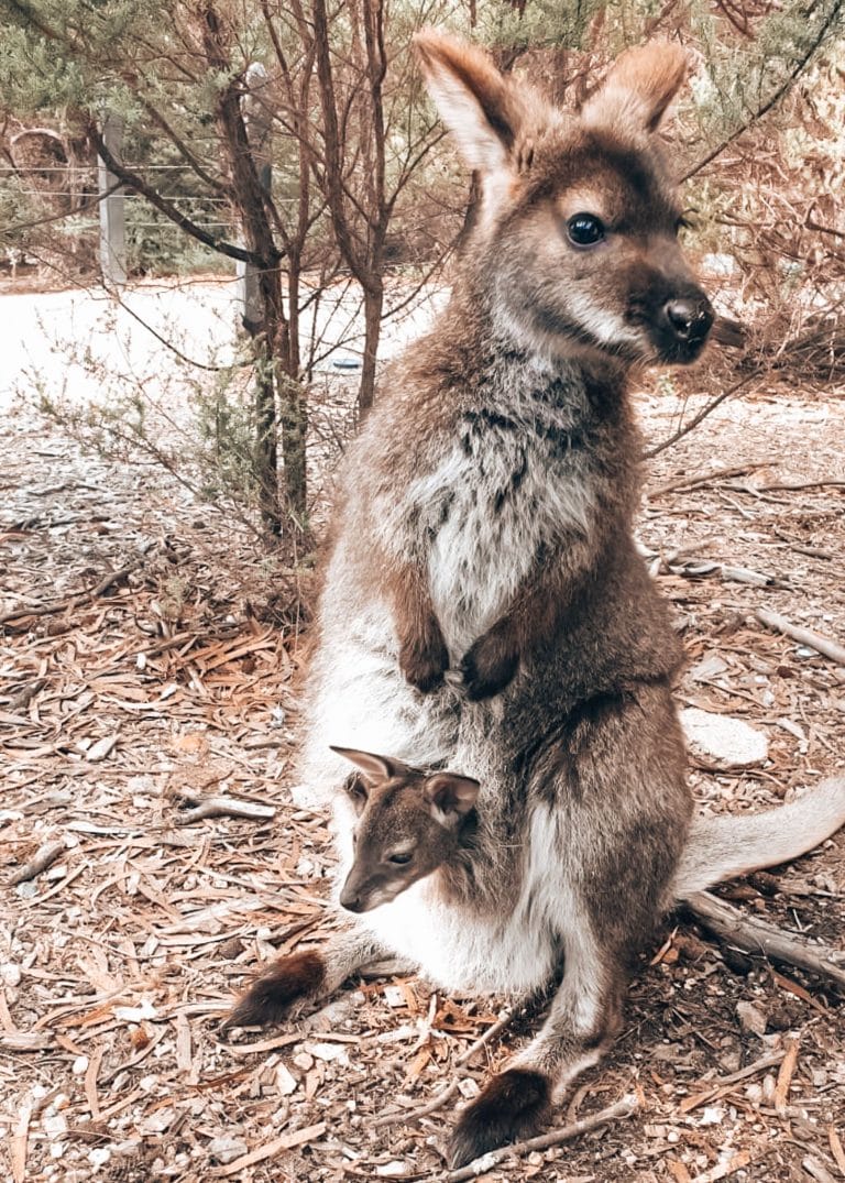 A pademelon and her joey in her pouch at Cradle Mountain, best places to visit in Tasmania, Australia