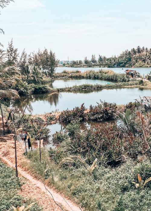 Lush green fields with ponds in the Hoi An countryside, Vietnam