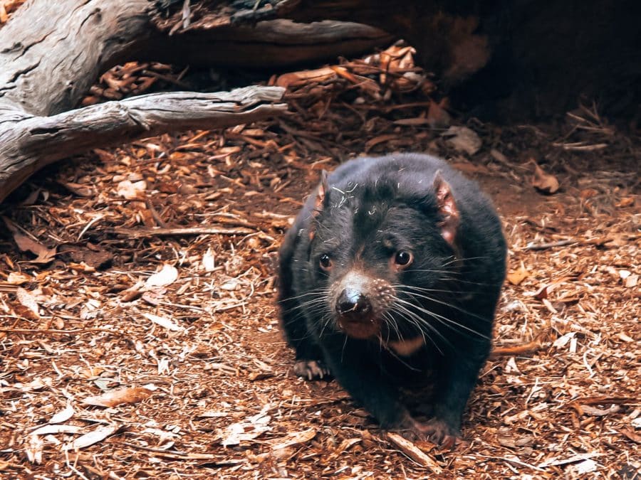 A cute Tasmanian Devil at the Devil's at Cradle sanctuary, Cradle Mountain, one of the most unique things to see in Tasmania, Australia