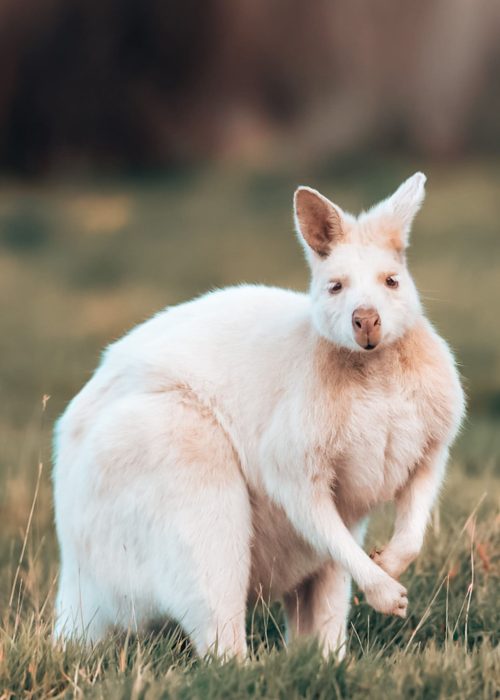 A white wallaby on the grass in Tasmania, Australia