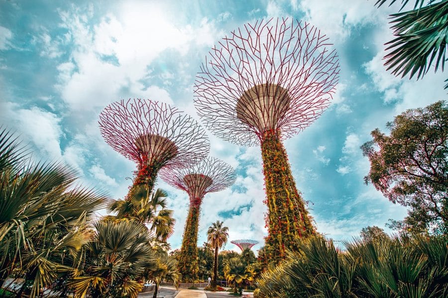 The huge Supertrees surrounded by thick greenery, where to stay in Singapore