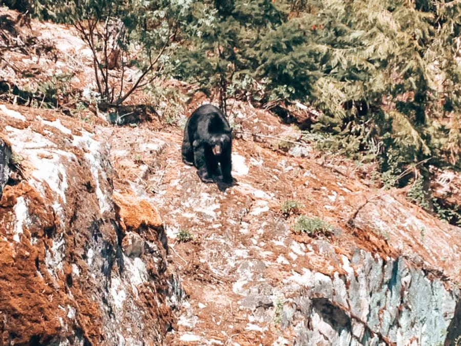 A black bear on the side of the Whistler Valley Trail in Whistler in summer, British Columbia, Canada