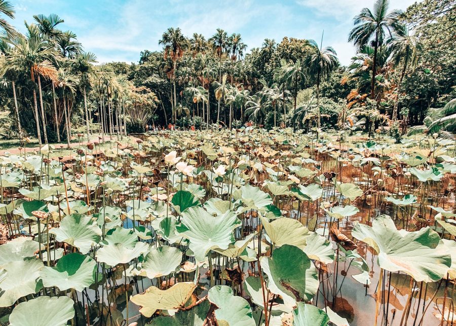 Beautiful Lotus Pond at the Sir Seewoosagur Ramgoolam Botanical Gardens, Pamplemousses, Mauritius