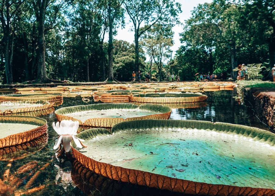 The giant green lily pads floating on a pond at Sir Seewoosagur Ramgoolam Botanical Gardens, Pamplemousses, Mauritius