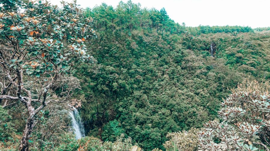 Alexander Falls protruding through the thick tropical jungle at Black River Gorges National Park in Mauritius