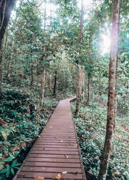 A wooden walkway through the thick lush ancient rainforest, Taman Negara National Park, Malaysia