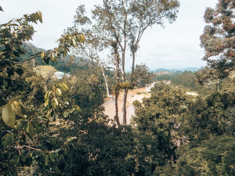 Looking through thick lush jungle to the Tembeling River, Taman Negara National Park, Places to visit in Malaysia