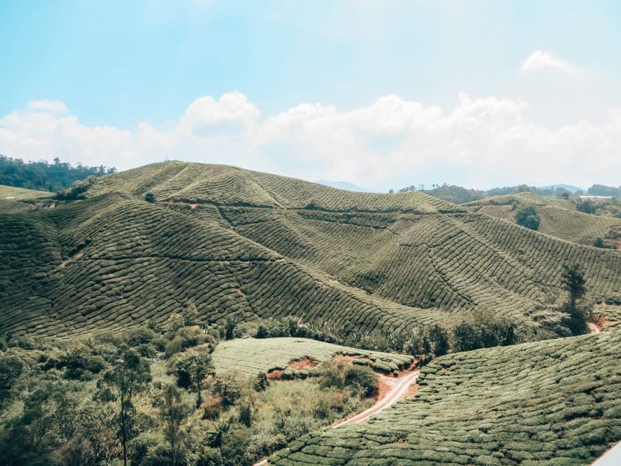 Rolling green tea plantations in the Cameron Highlands, best places to visit in Malaysia