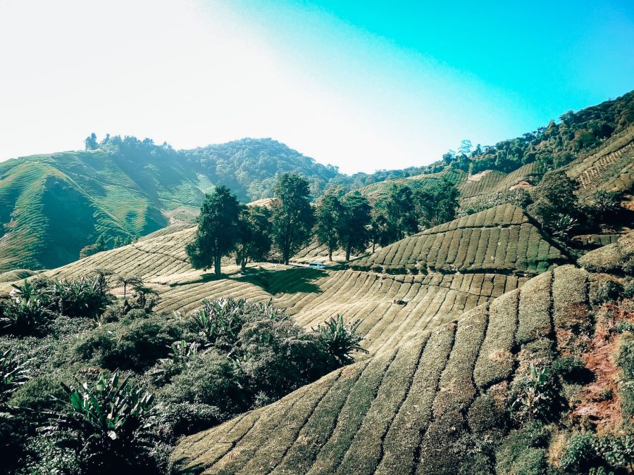 Lush green rolling hills at the Boh Tea Plantation, Cameron Highlands, Places to visit in Malaysia