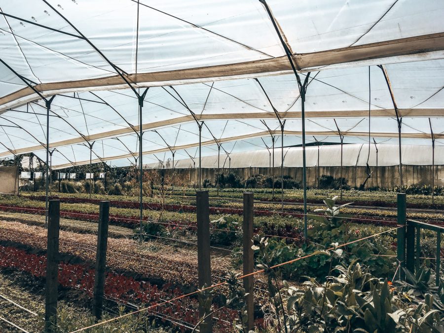 Inside tents at Coaba Farms of various crops, Antigua; one of the most unique things to do in Guatemala, Central America