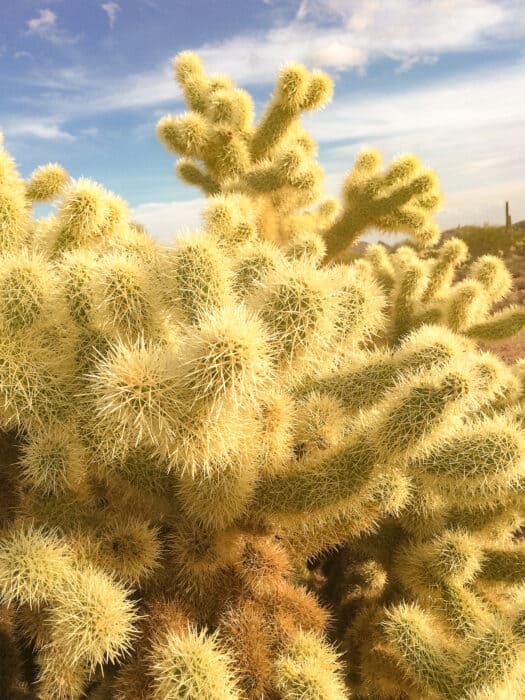 The cuddly looking teddy bear cactus, Arizona