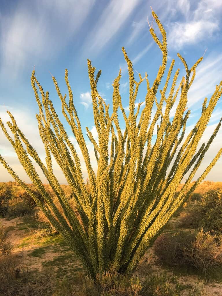 A large, pretty cactus with long spindly arms are one of the many types of cactus you'll see on your Arizona road trip