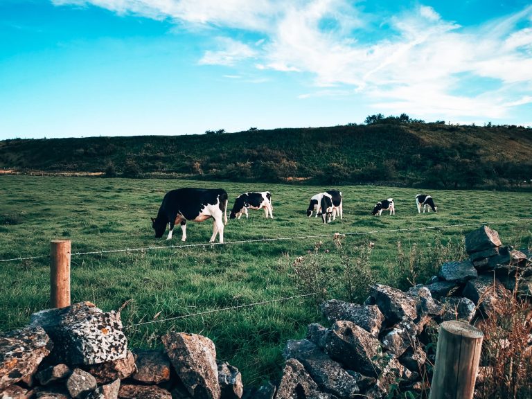 Several cows in a field on a sunny day next to our campsite in the Peak District, Derbyshire