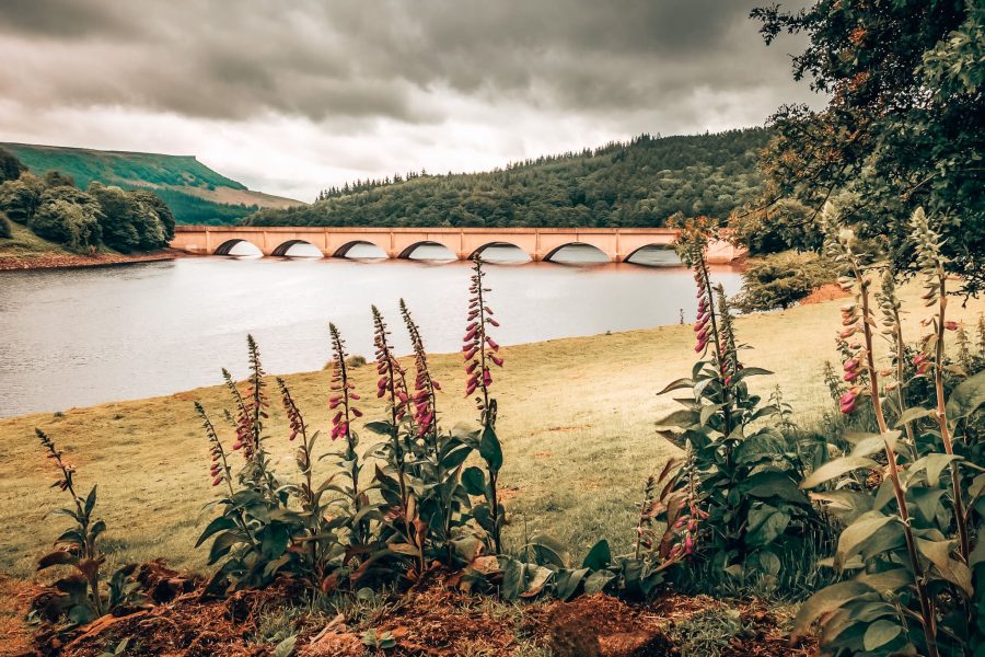 The impressive Ladybower Reservoir over tranquil water with bright pink flowers in the foreground, Peak District