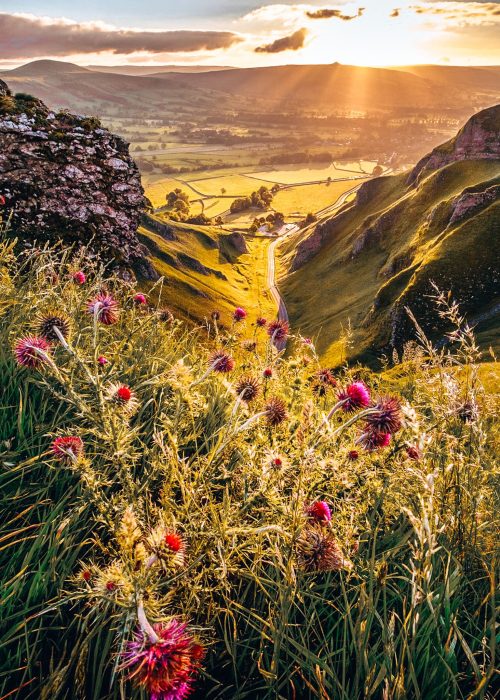 Beautiful view into the steep gorge of Winnats Pass with pink flowers in the foreground and sun rays in the distance, Peak District