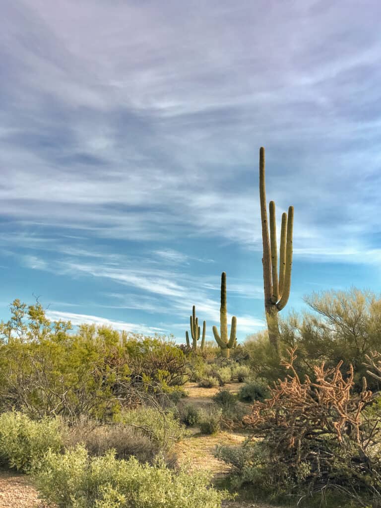 The tall and imposing Saguaro Cactus sprawls the Arizona desert