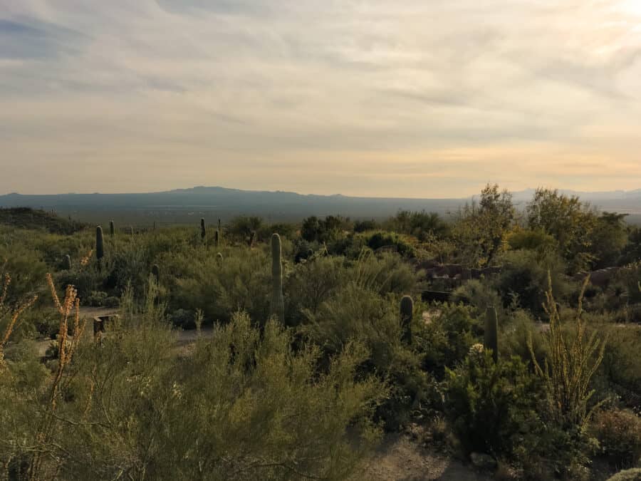 The vast Sonora Desert Museum, Tucson was the last stop on our Arizona road trip