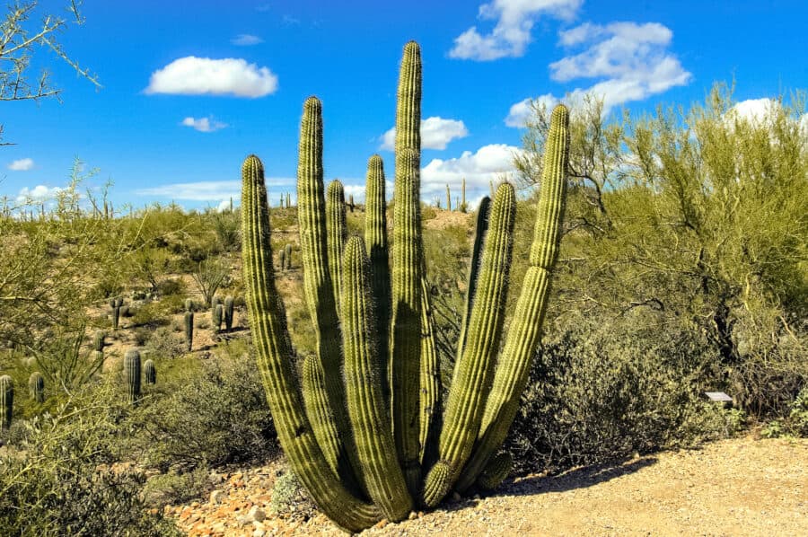 Grand luscious green Saguaro cactus, you'll see these everywhere on your Arizona road trip