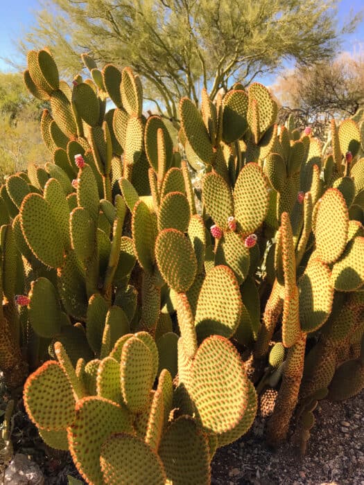 Prickly Pear Cactus in Arizona