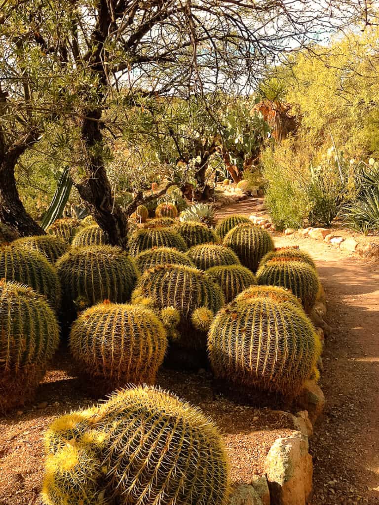 The beautiful Desert Botanical Gardens with pathways lined with cactus, Phoenix, Arizona