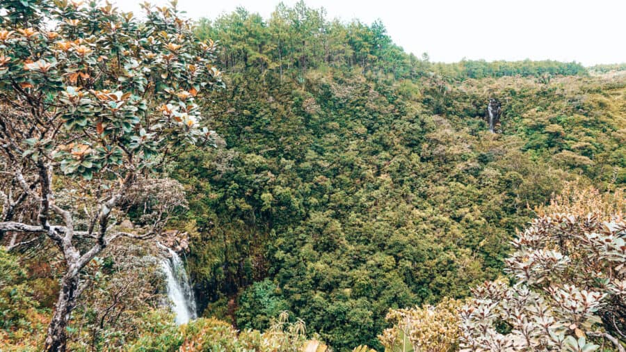 Lush thick tropical jungle of the Black River Gorges National Park surrounding Alexander Falls is one of the best reasons to visit Mauritius