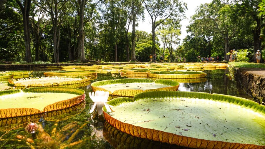 The gorgeous giant water lilies at the Sir Seewoosagur Ramgoolam Botanical Gardens are one of the best reasons to visit Mauritius