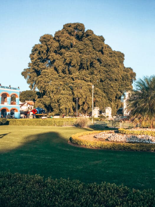 El Arbol del Tule from a distance is quite spectacular in its quaint setting, Santa Maria, Mexico