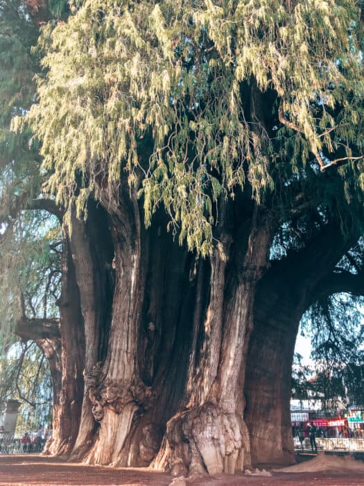 Visiting the thick trunk of El Arbol del Tule is one of the top things to do in Oaxaca, Mexico