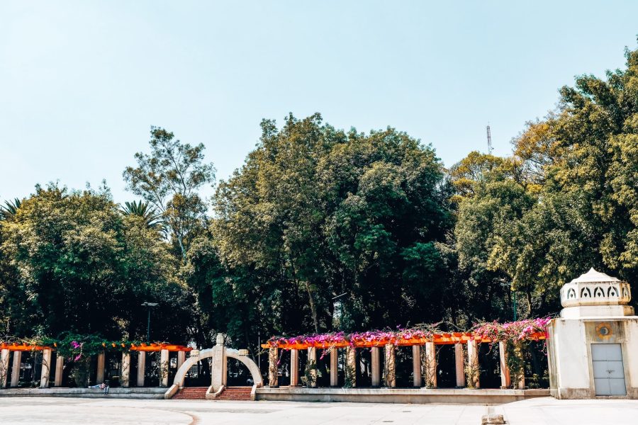 Beautiful purple flowers line a trellis under shaded trees in Parque Mexico in this Mexico City guide