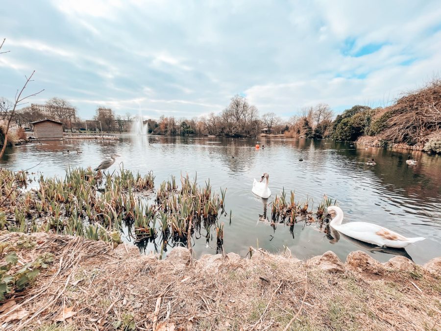 Victoria Park Lake filled with birdlife and swans is one of the best picnic spots in London, England