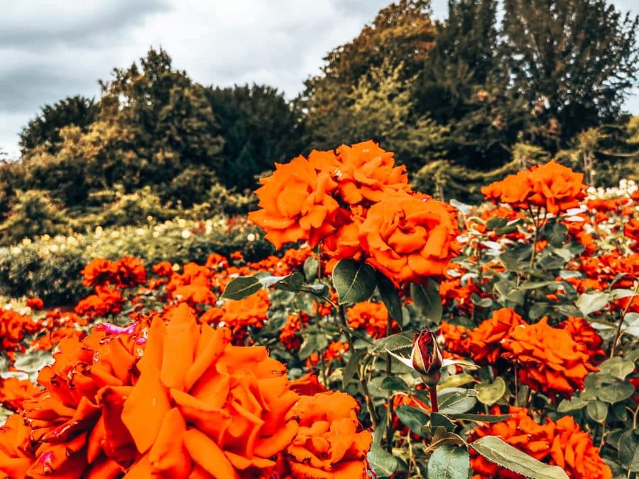 Bright red roses in Queen Mary's Rose Gardens Regent's Park, London