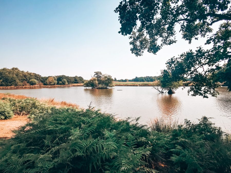 A peaceful pond surrounded by grass with tree islands, Richmond Park, London