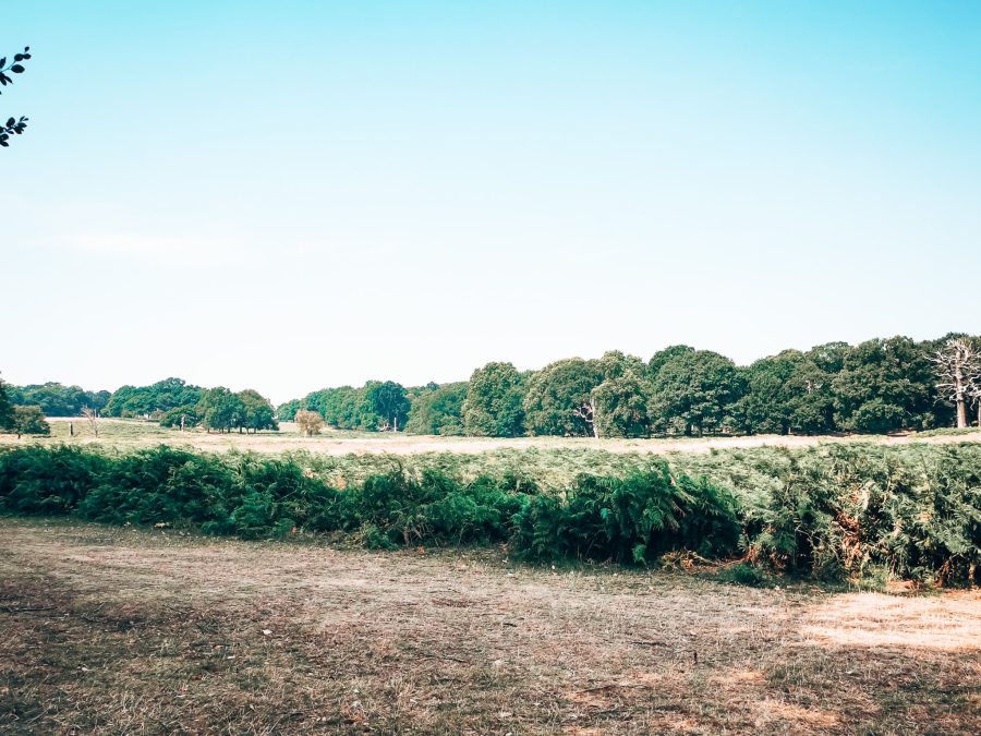 Vast grassland at Richmond Park make this park one of the best picnic spots in London