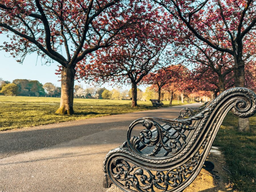 A path and bench nestled under a Japanese-style cherry blossom tunnel in Greenwich Park, London