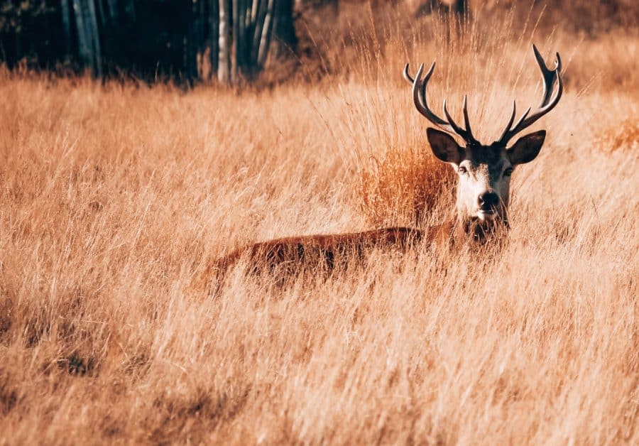 One of Richmond Park's resident deer poking its head up out of the grass, London