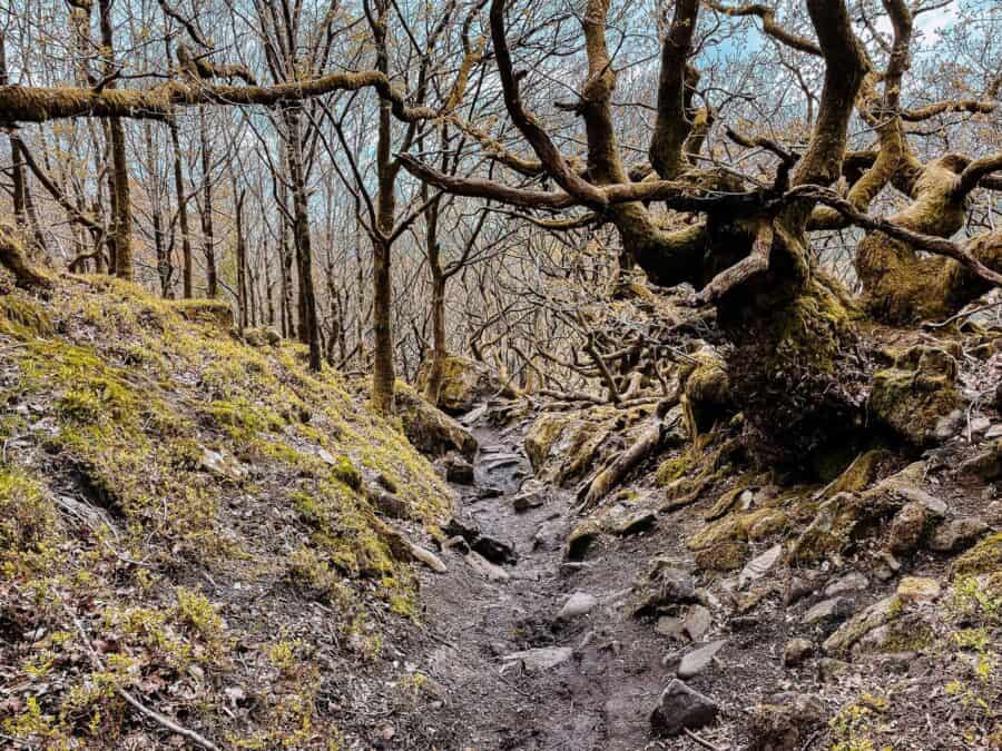 Walking through Priddock Wood with eerie trees towering above us towards Ladybower Reservoir, Peak District