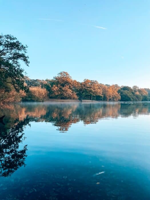 Hollow Pond at sunrise surrounded by golden autumn trees along the shore with mist floating above the water, Leyton Flats, Epping Forest, London