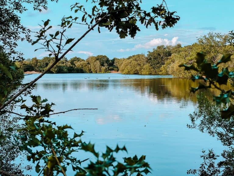 Peeking through the Holly Bush and Hollow Pond over the calm water and blue sky at Leyton Flats, Epping Forest, London