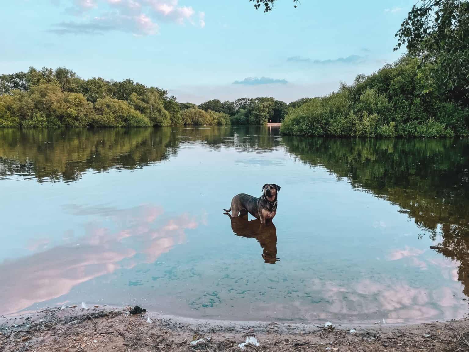 Guide to Leyton Flats in the Beautiful Epping Forest Travel and Squeak