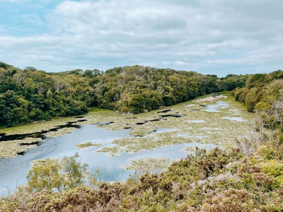 Panoramic view over Bosherston Lily Ponds and the thick lush greenery surrounding it, Stackpole, Pembrokeshire, Wales, UK