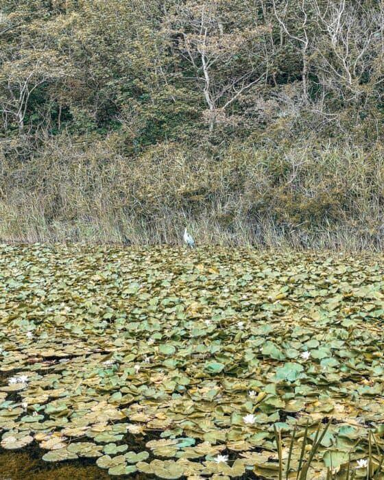 A heron on Bosherston Lily Ponds, Stackpole, Pembrokeshire, Wales, UK