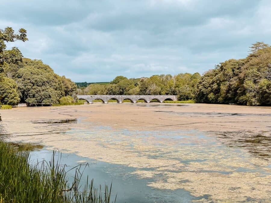 View across the Bosherston Lily Ponds full of beautiful water lilies at the Eight Arch Bridge on the Stackpole Wildlife Walk, Pembrokeshire, Wales, UK