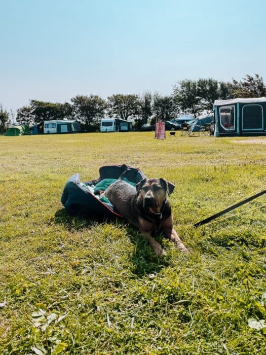 Plum lying in her bed in the middle of Hendre Eynon Campsite, St Davids, Pembrokeshire, Wales, UK