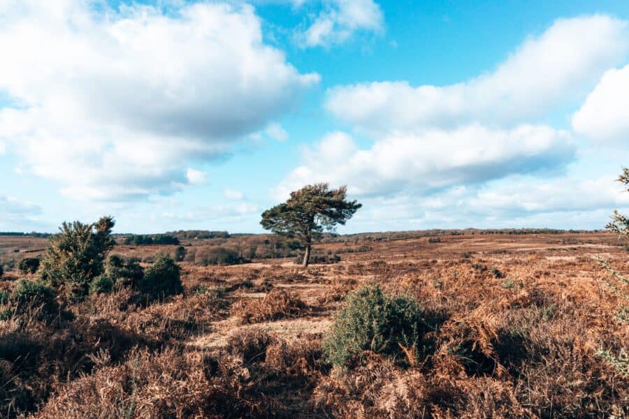 A beautiful lone tree standing on vast open heathland, New Forest, Hampshire, UK