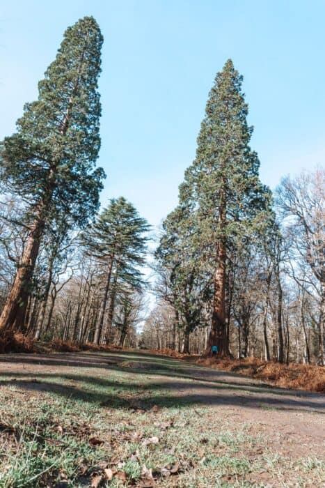 The giant sequoias are a great reason to head to the New Forest for a walking weekend in the UK, Tall Trees Trail, New Forest National Park, Hampshire, England, UK