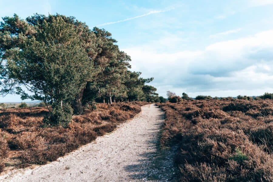 A beautiful row of trees along a path on the Ober Water and Tall Trees Trail at Holm Hill, New Forest National Park, Hampshire, England, UK