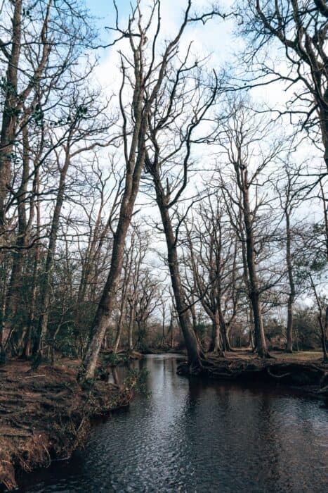 A tranquil stream at Ober Water, New Forest National Park, Hampshire, England, UK