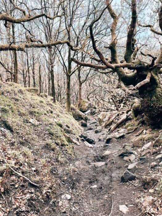 Walking through the enchanted forest towards Ladybower Reservoir, Peak District