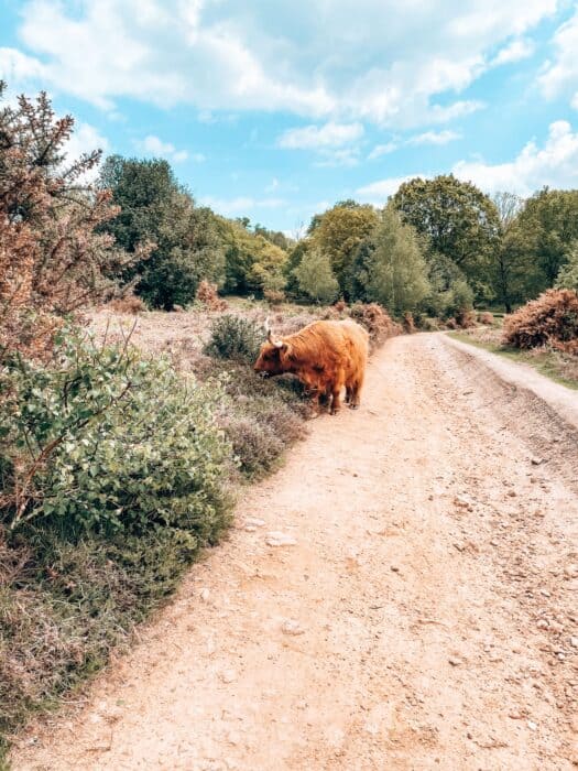 Cows at Hindhead Commons and the Devil's Punch Bowl, South Downs National Park, West Sussex, UK